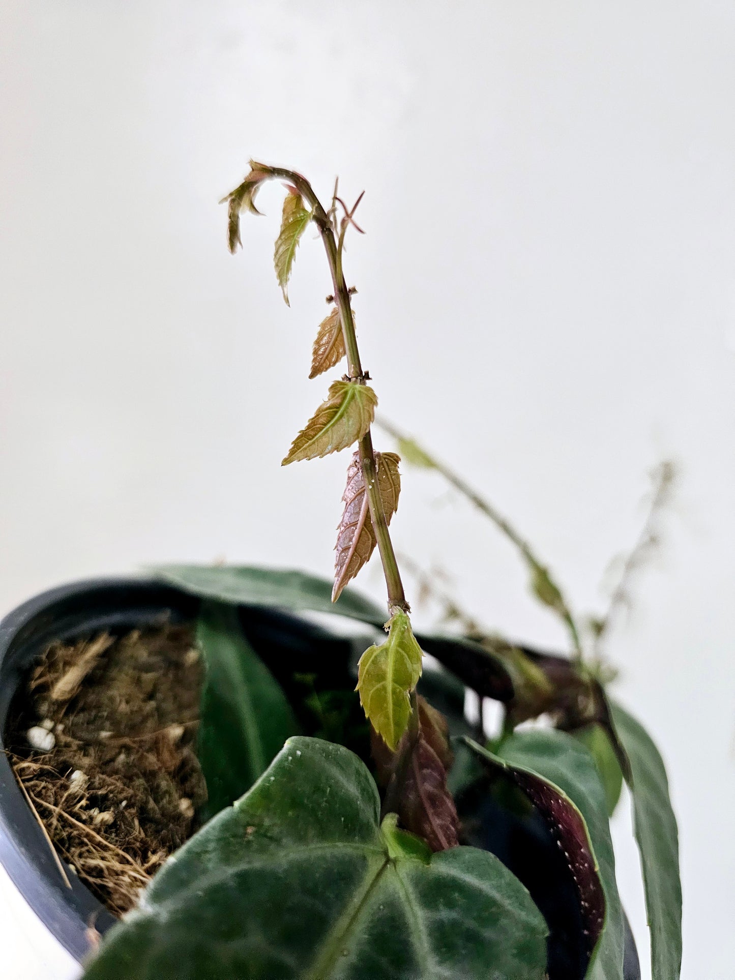 Cissus amazonica "Jungle Vine" 4"