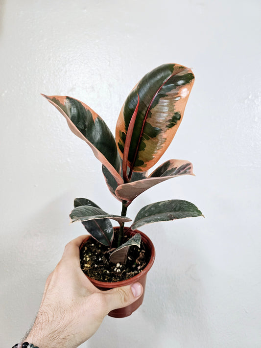 Ficus elastica 'Ruby' 4"