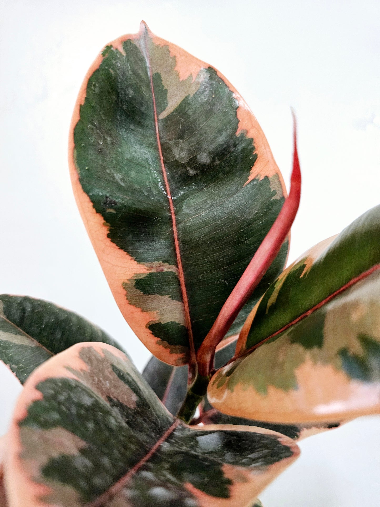 Ficus elastica 'Ruby' 4"