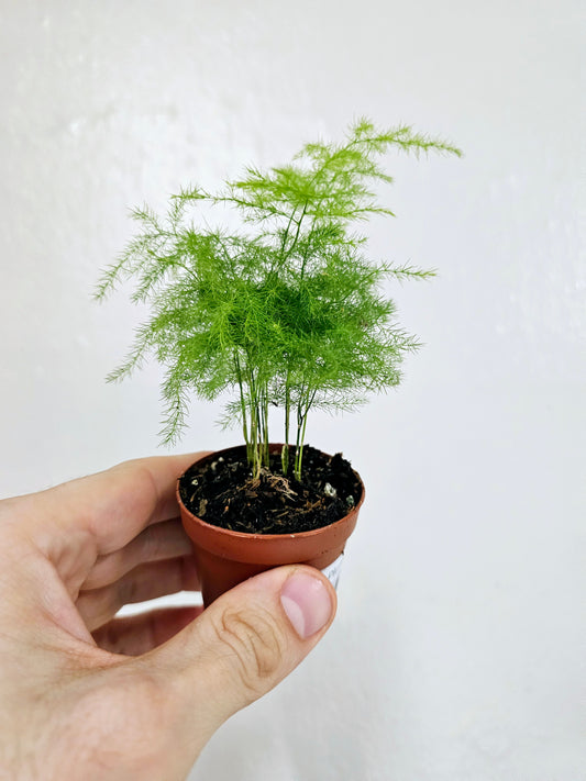 Asparagus plumosa "Plumosa Fern" 2"