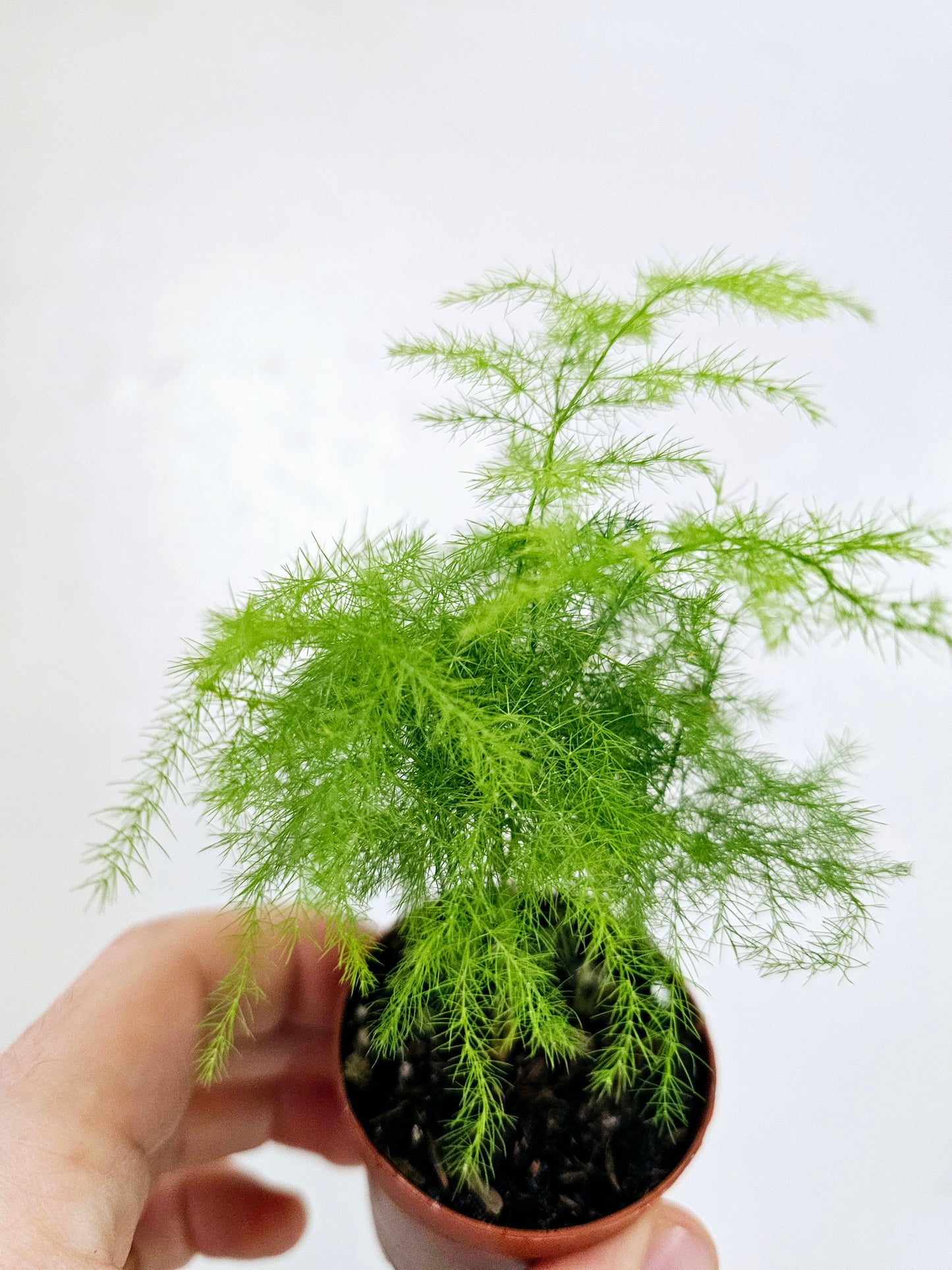 Asparagus plumosa "Plumosa Fern" 2"