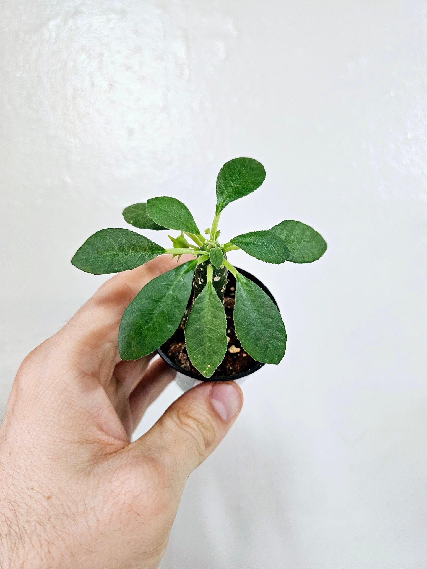 Dorstenia Foetida ssp. 2.5"