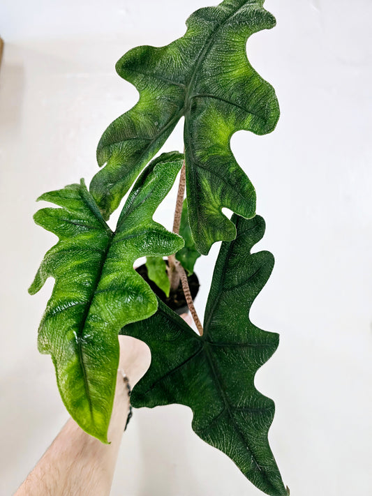 Alocasia 'Jacklyn' 4"