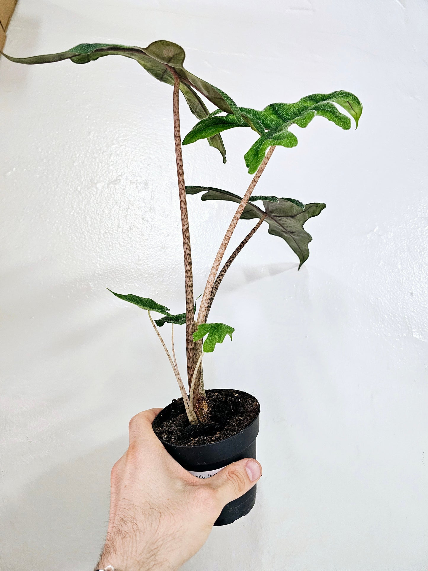 Alocasia 'Jacklyn' 4"