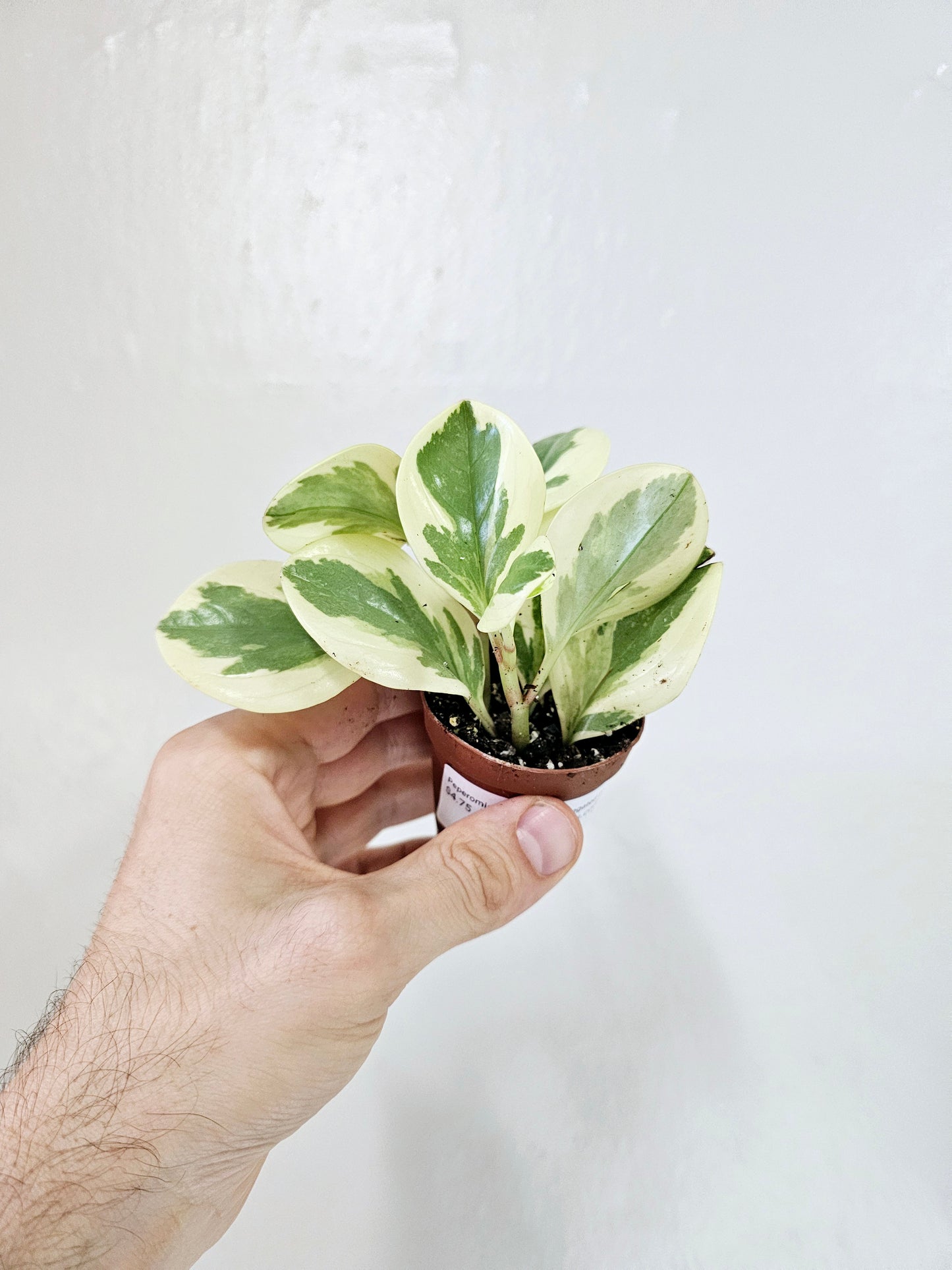 Peperomia obtusifolia 'Citrus Twist' 2"