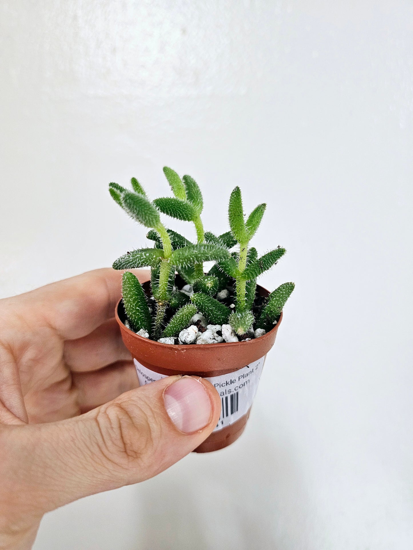 Delosperma echinatum "Pickle Plant" 2"