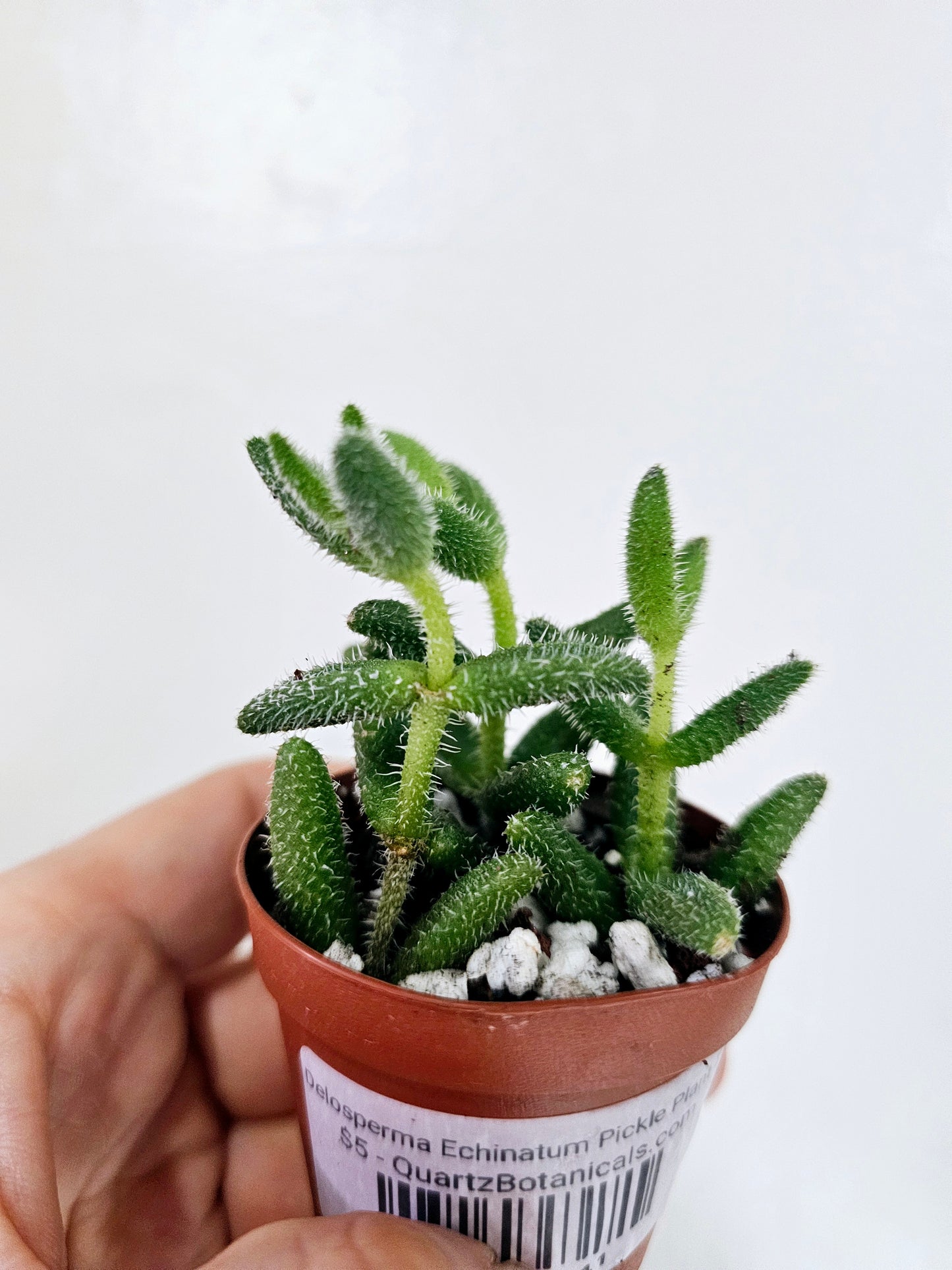 Delosperma echinatum "Pickle Plant" 2"