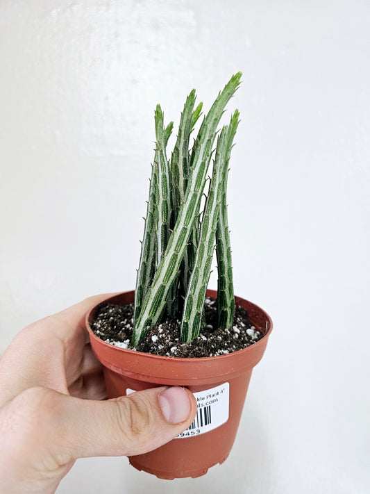 Senecio stapeliiformis "Pickle Plant" 4"
