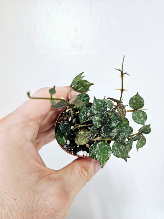 Hoya curtisii 2"