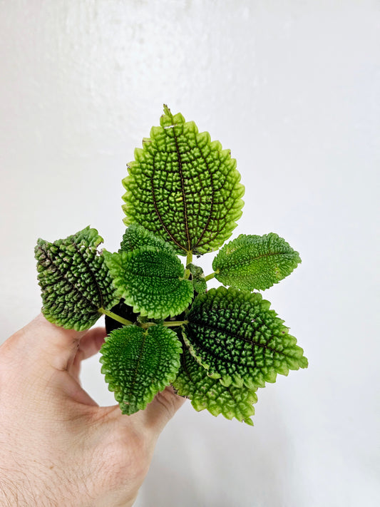 Pilea mollis 'Moon Valley' 2"