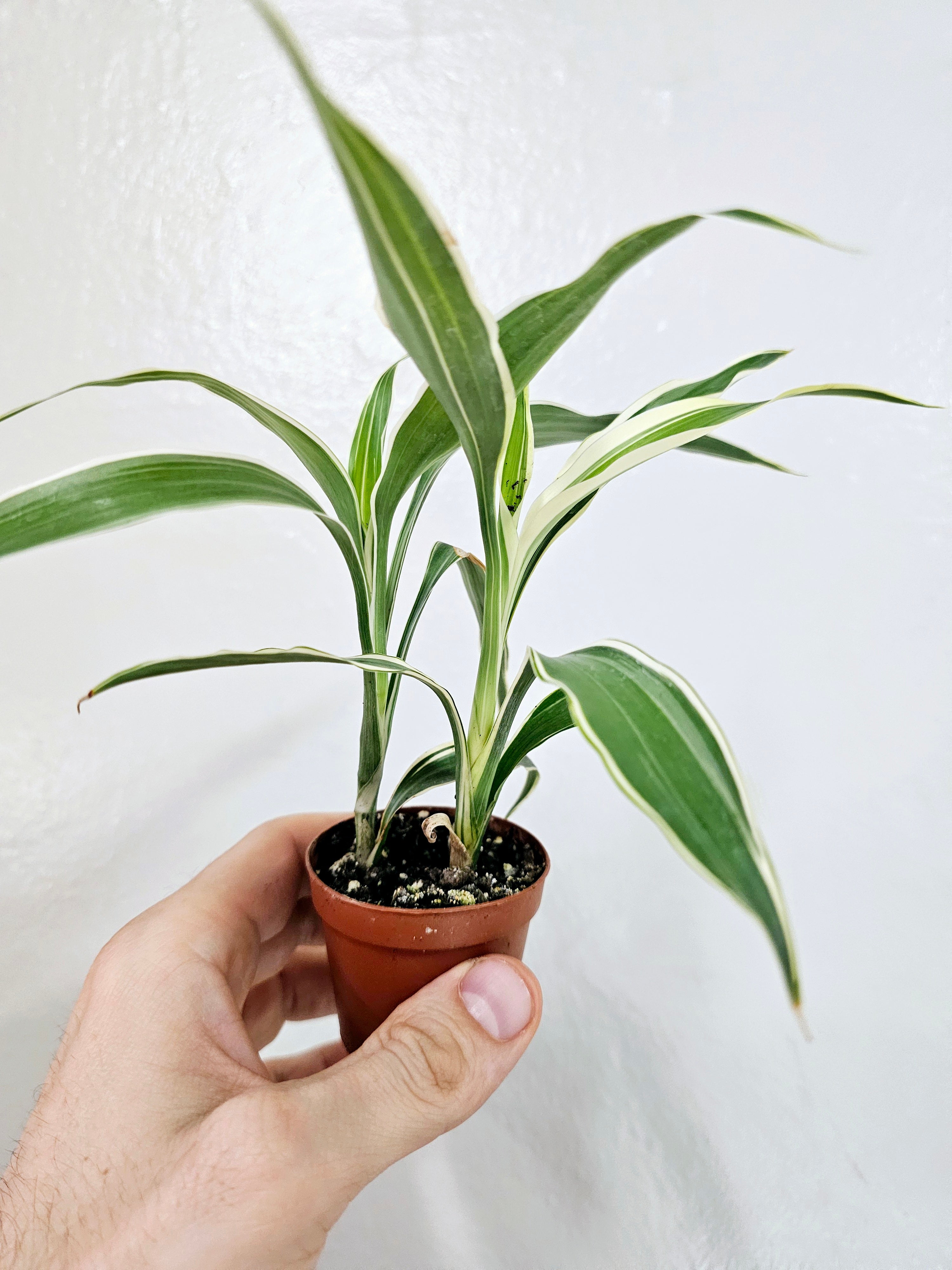 sanders dracaena Dracaena sanderiana Variegated "Lucky Bamboo" 2"