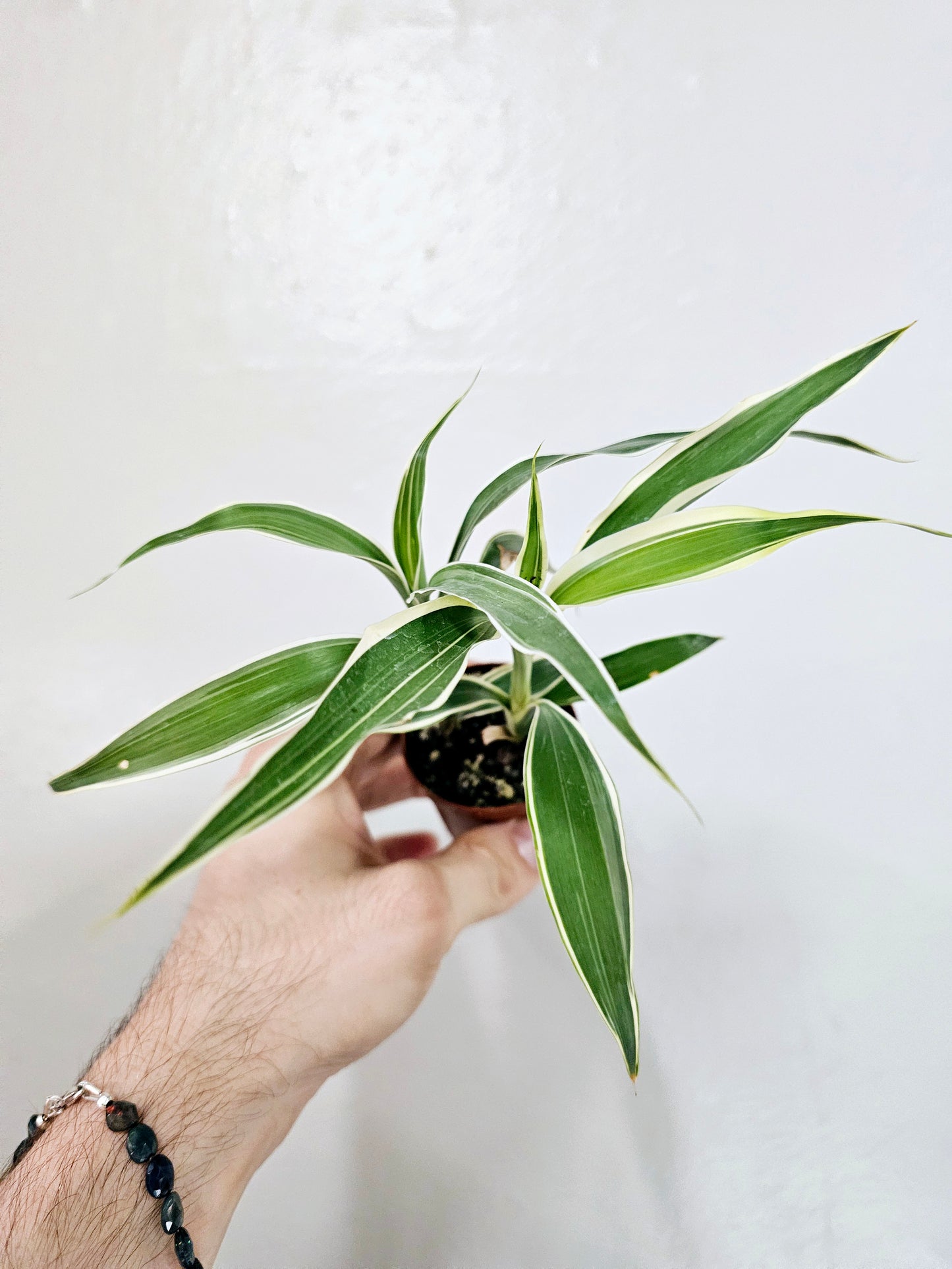 Dracaena sanderiana Variegated "Lucky Bamboo" 2"