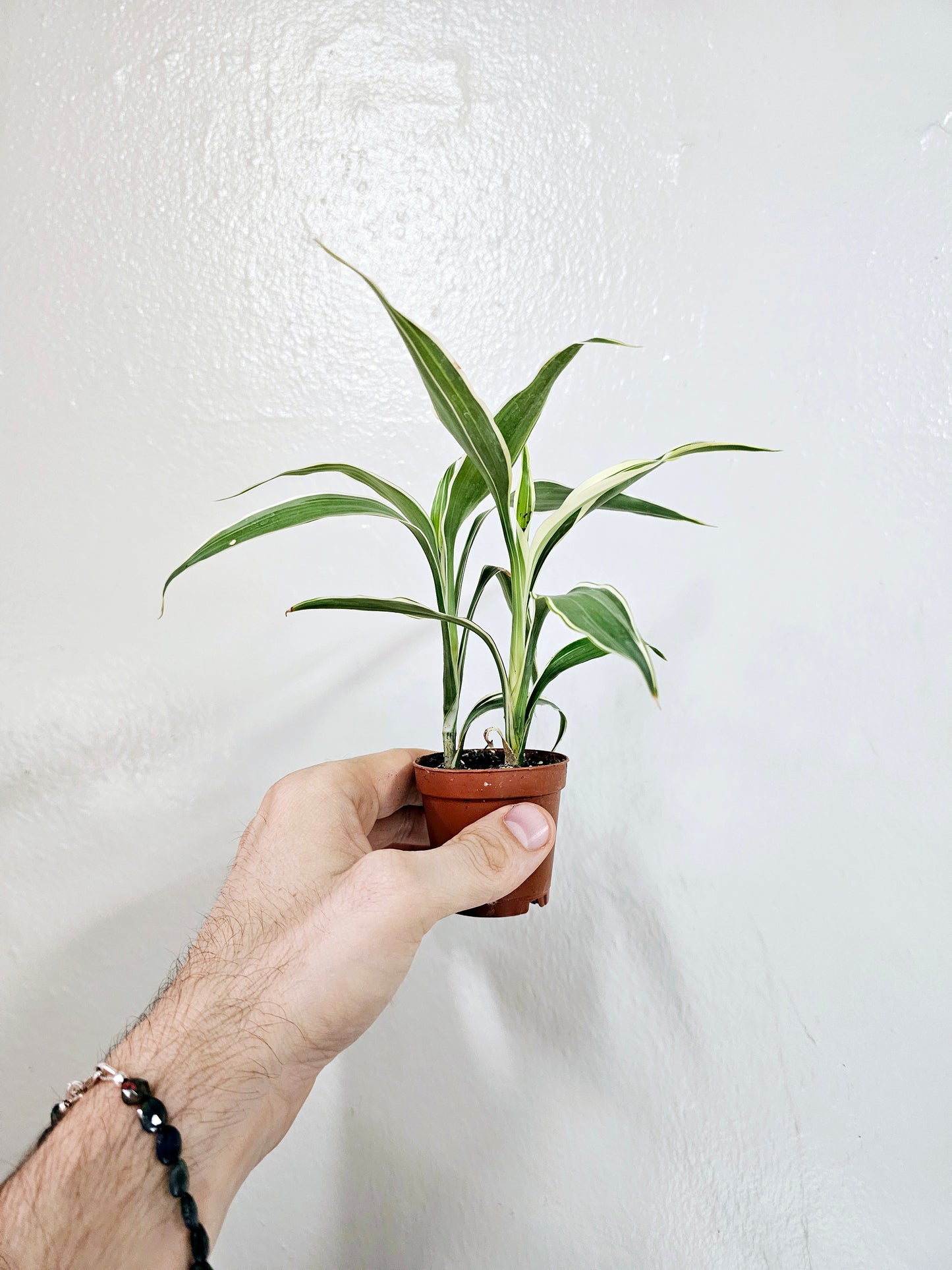 Dracaena sanderiana Variegated "Lucky Bamboo" 2"