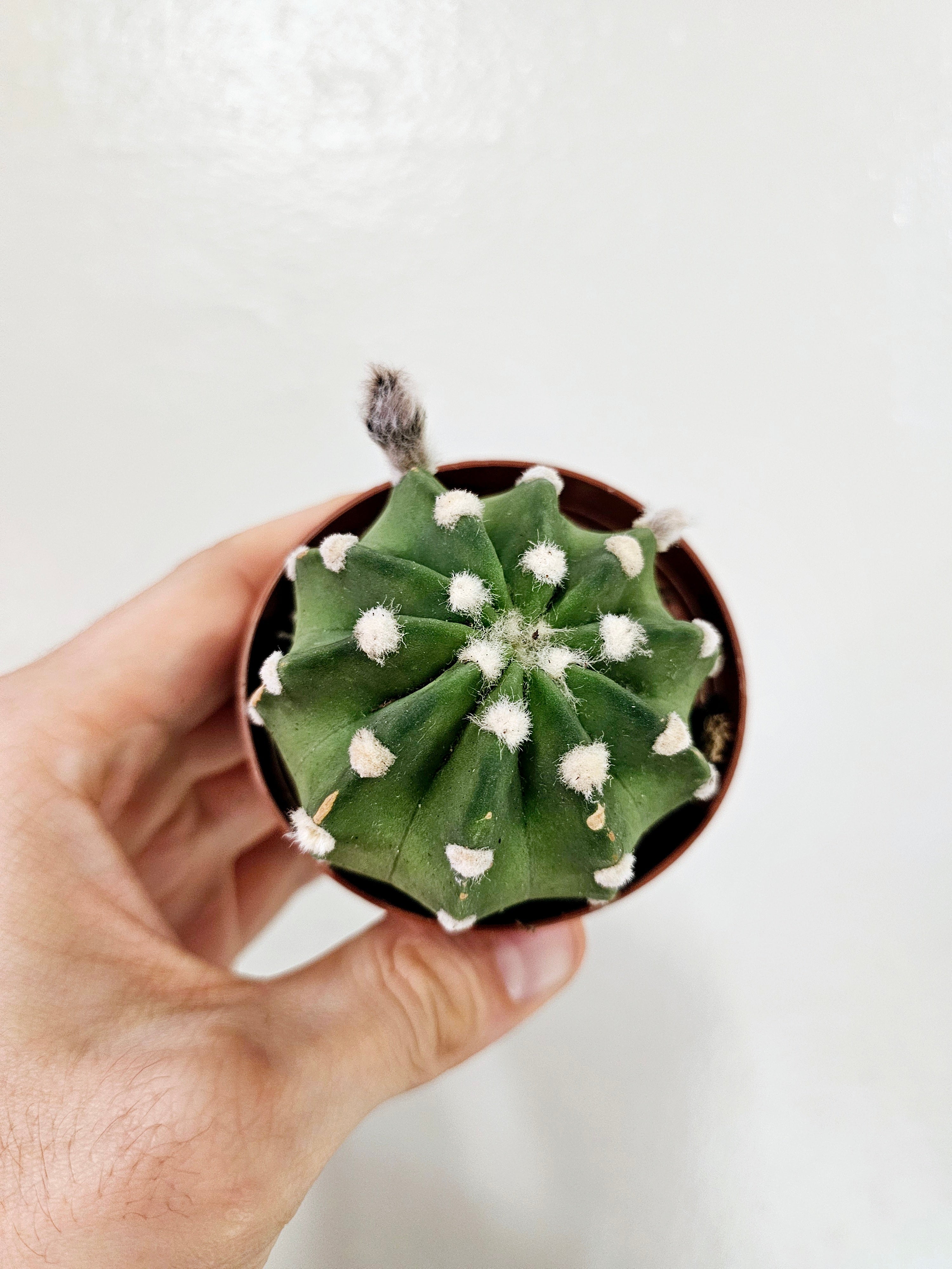 echinopsis domino cactus Echinopsis ancistrophora 'Dominos' 3