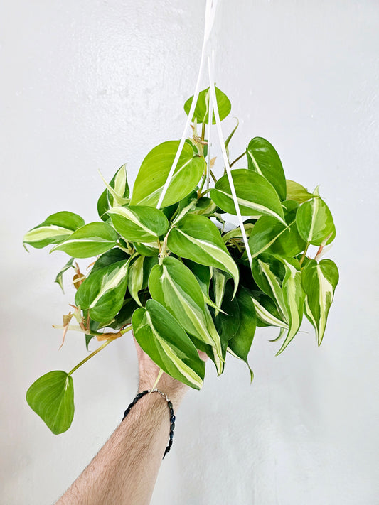 Philodendron hederaceum 'Silver Stripe' 6" HB