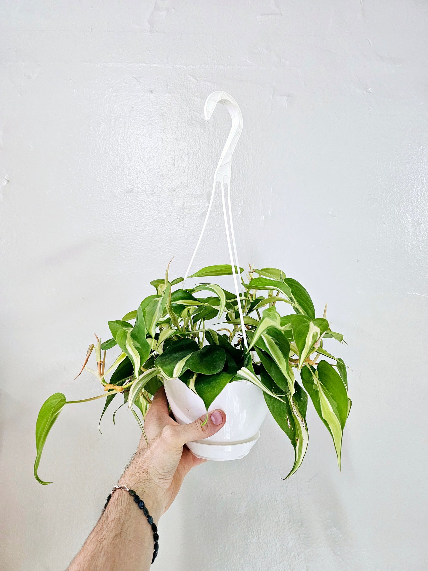 Philodendron hederaceum 'Silver Stripe' 6" HB