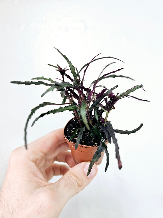 Hemigraphis repanda 'Dragon's Breath' 2"