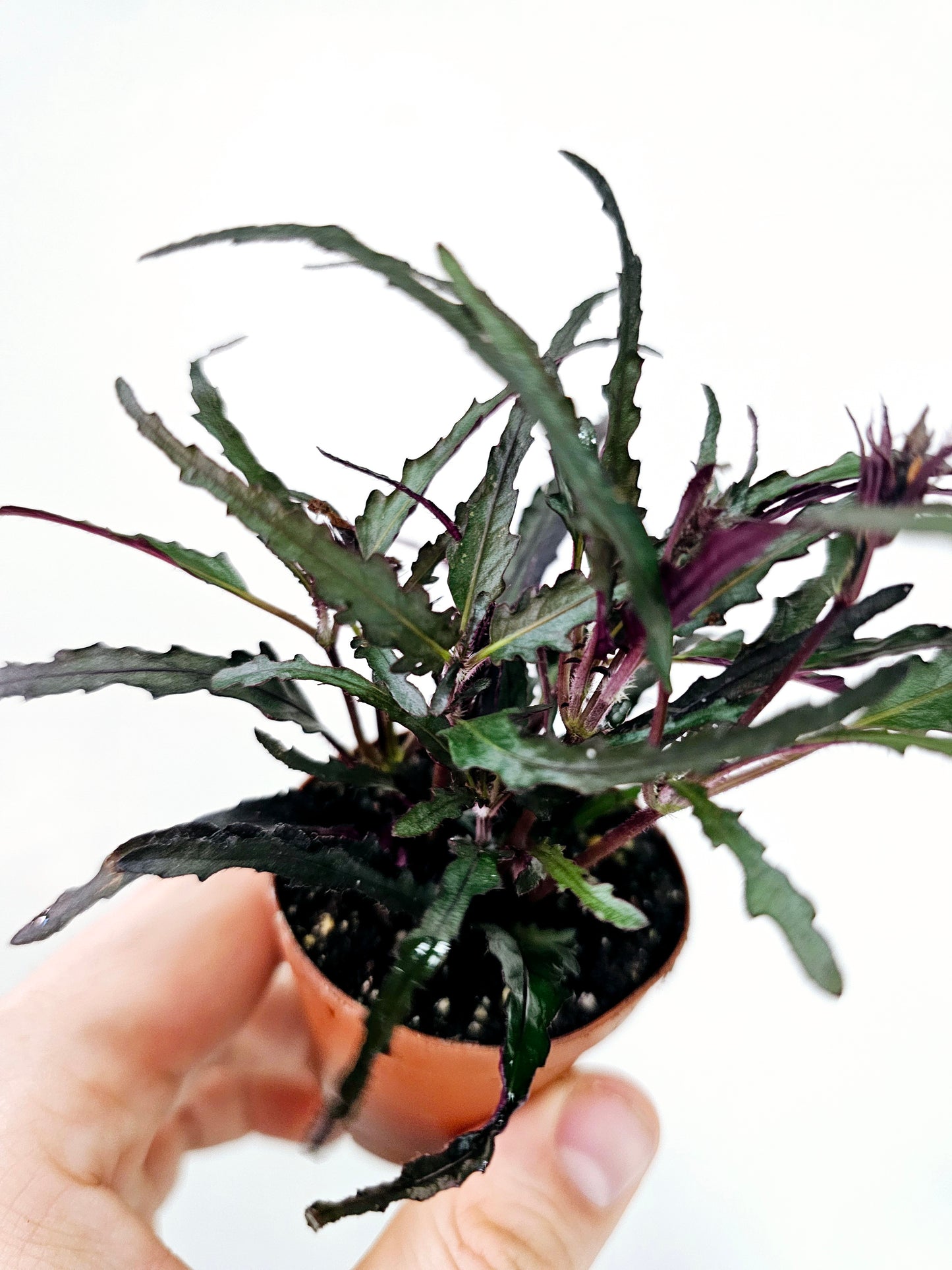 Hemigraphis repanda 'Dragon's Breath' 2"