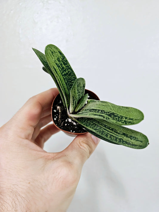 Gasteria 'Little Warty' 2"