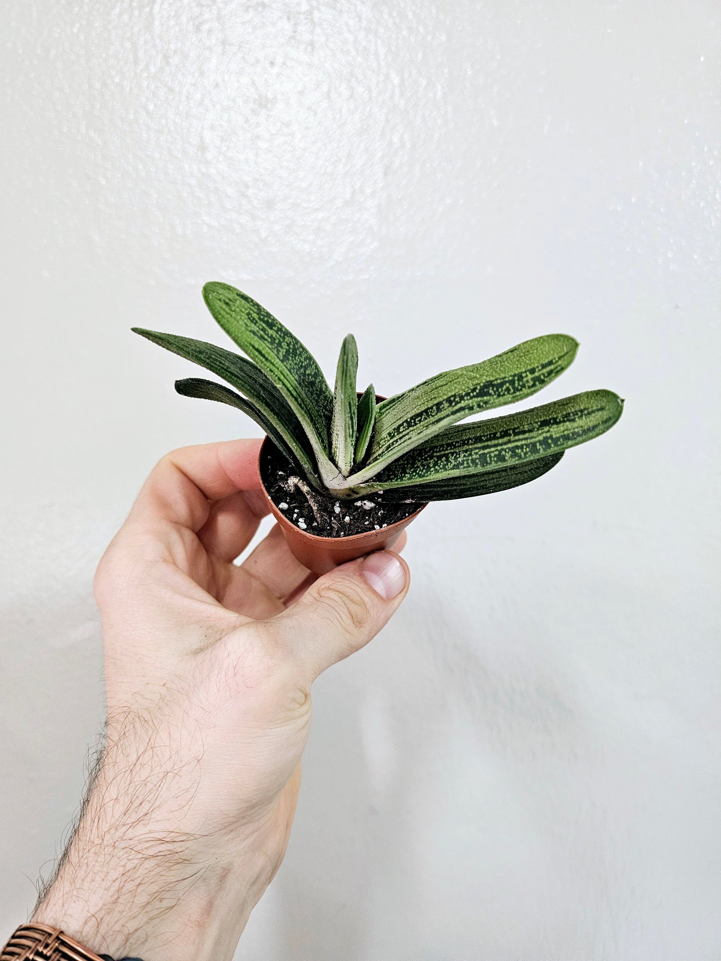 Gasteria 'Little Warty' 2"
