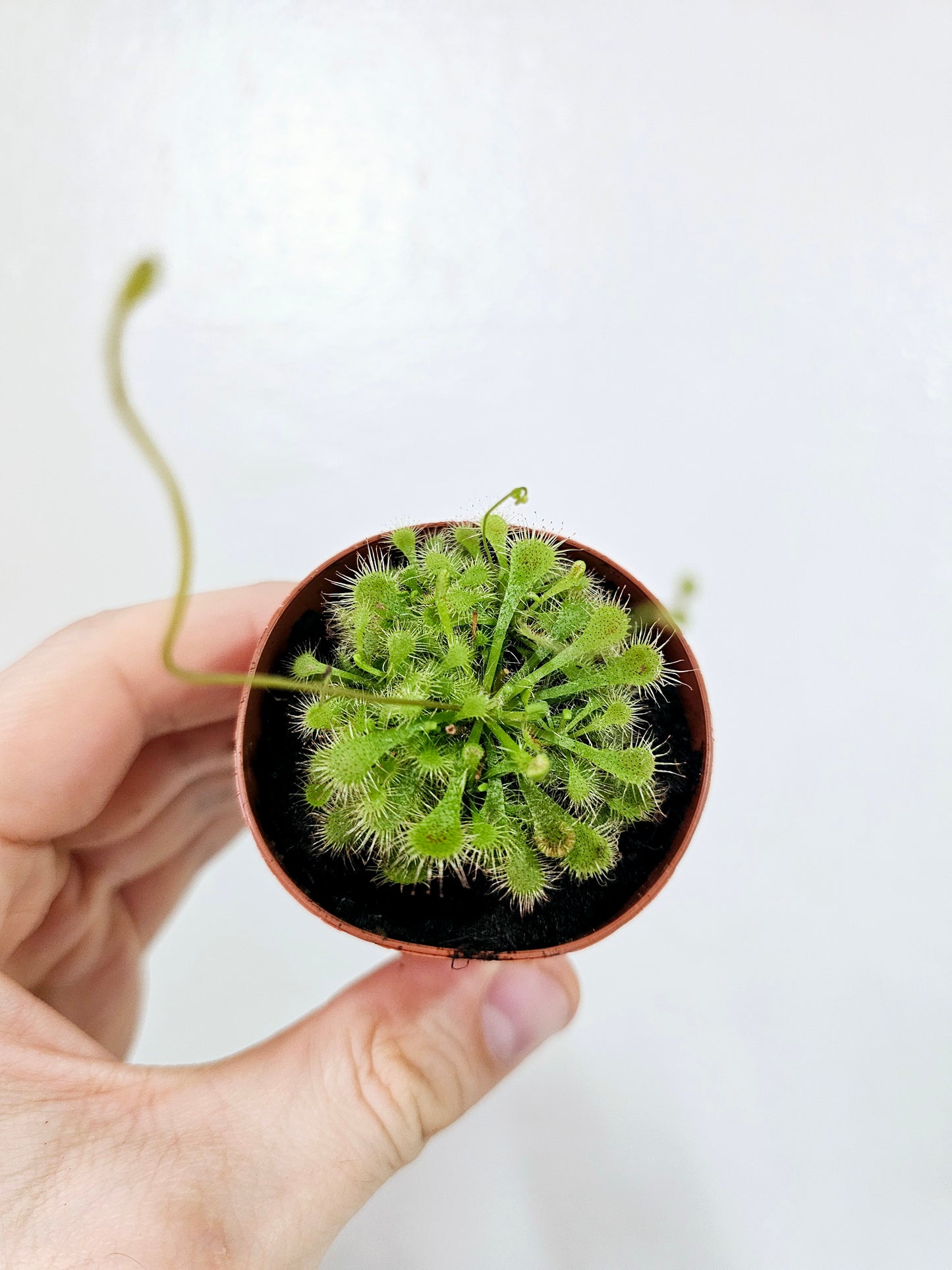 Drosera spatulata Sundew 2"