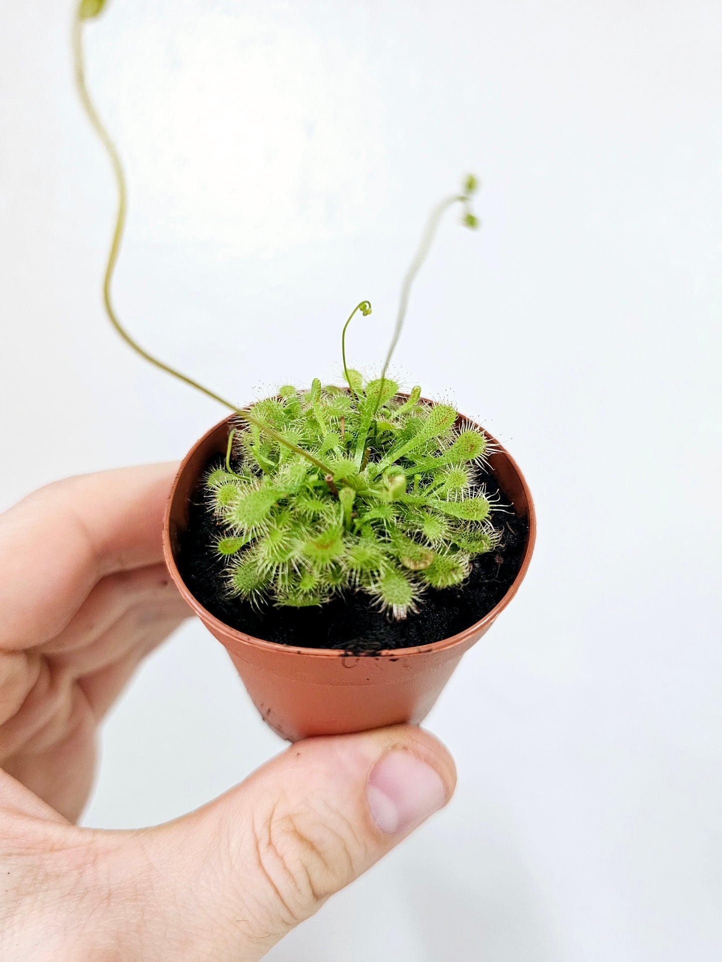 Drosera spatulata Sundew 2"