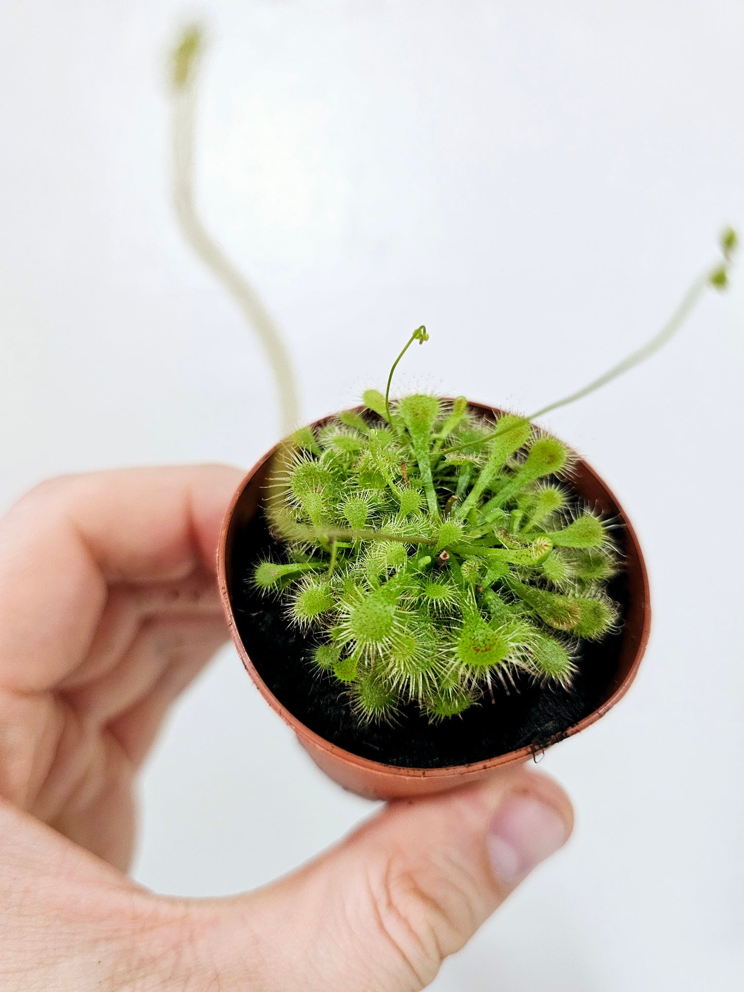 Drosera spatulata Sundew 2"