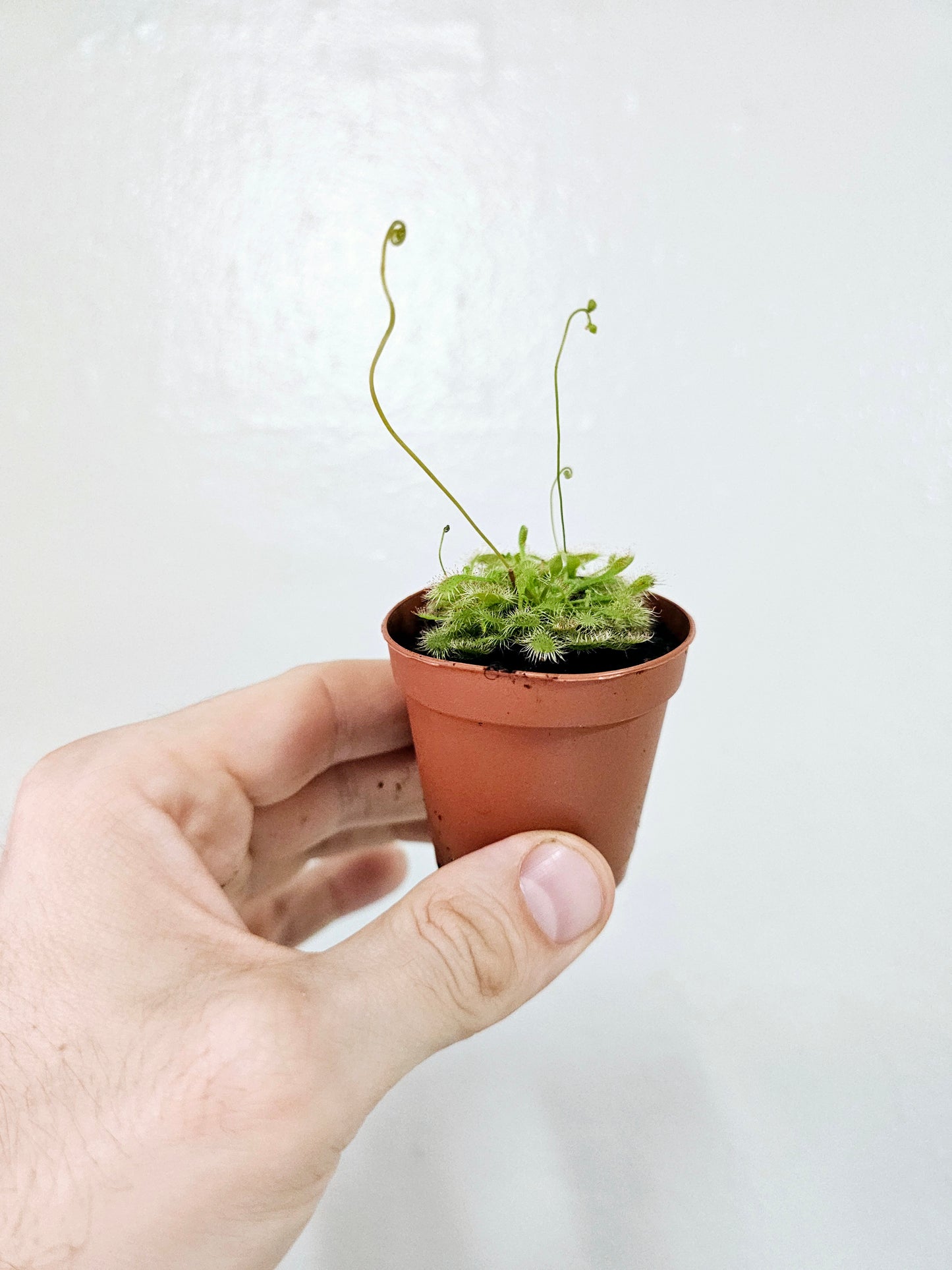 Drosera spatulata Sundew 2"