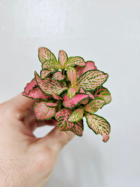 Fittonia albivenis 'Zalm Ruby Lime' Nerve Plant 2"