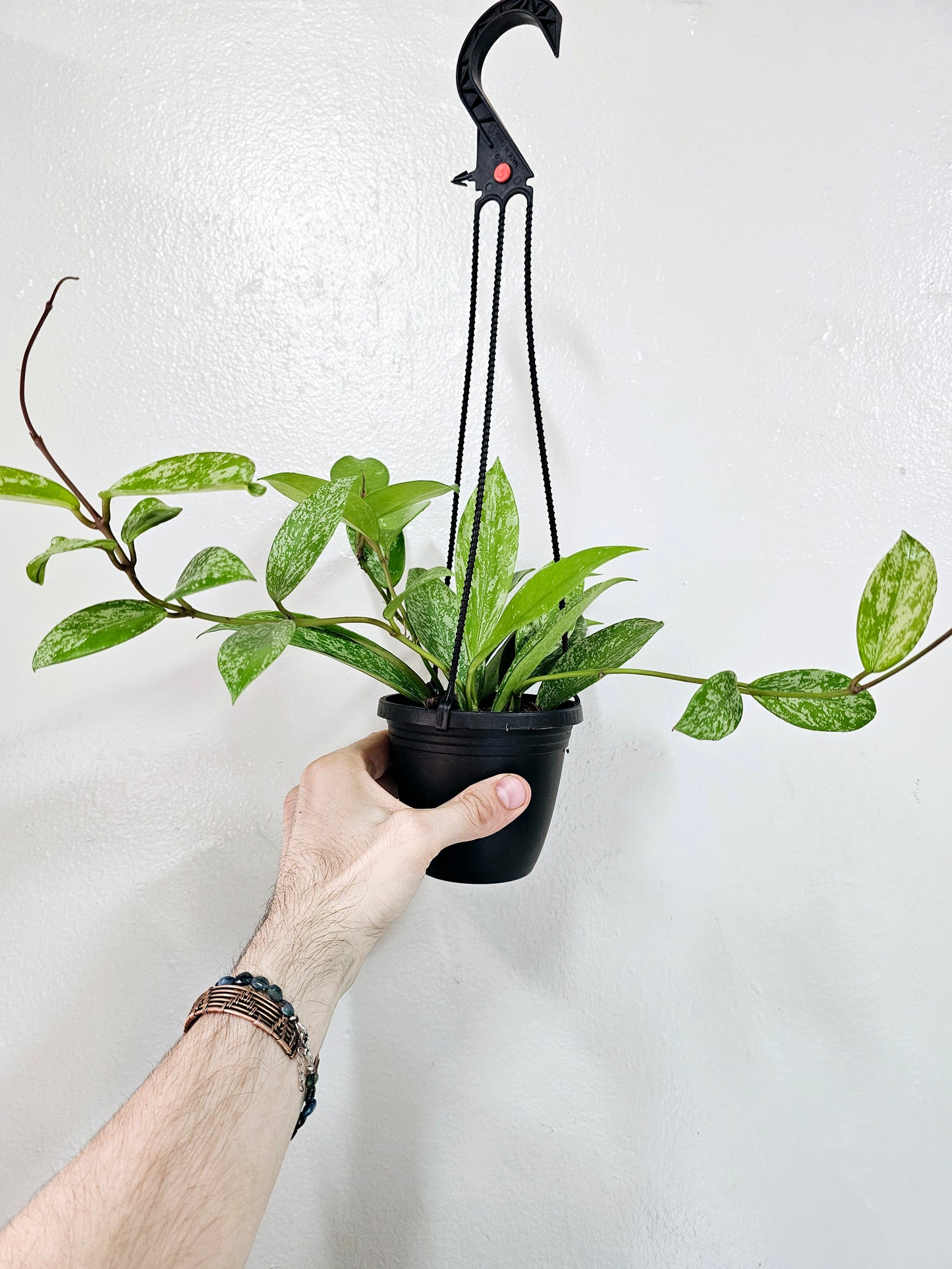 Hoya pubicalyx Splash 4" HB