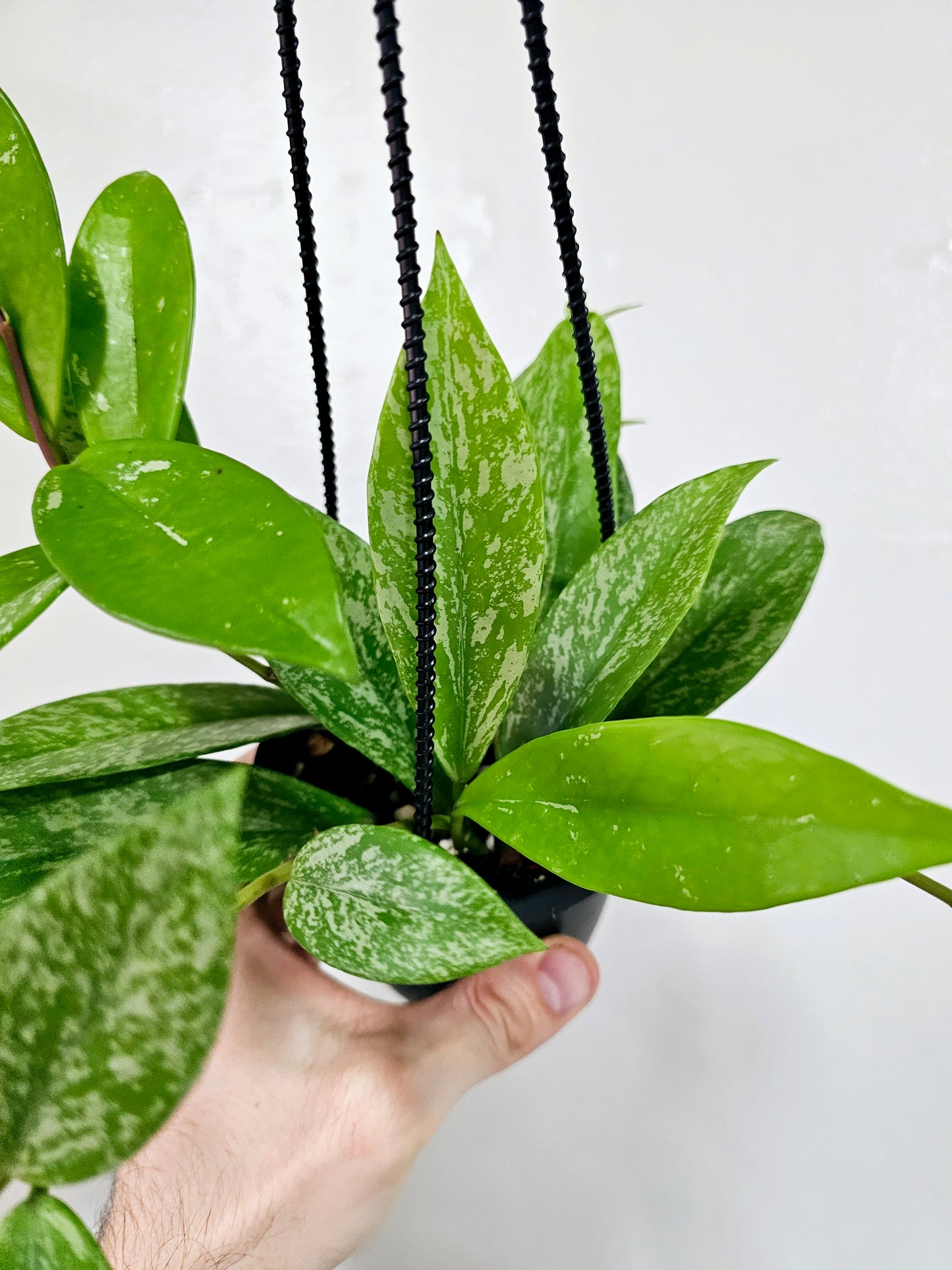 Hoya pubicalyx Splash 4" HB
