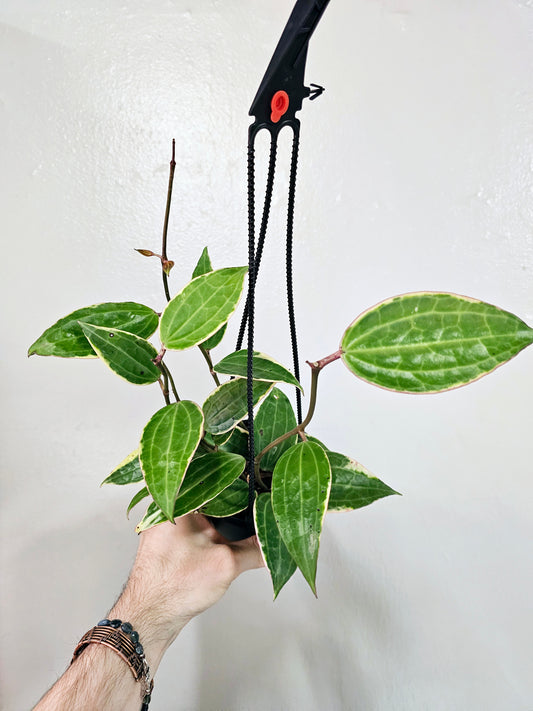 Hoya latifolia albomarginata 4" HB (macrophylla)