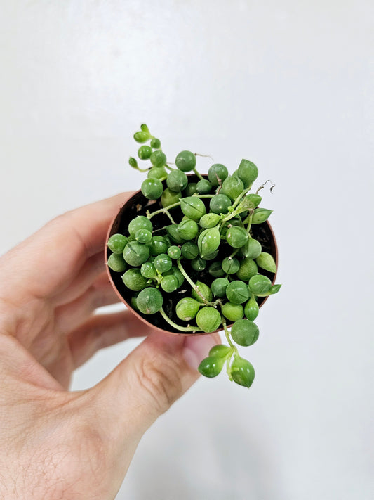 Senecio rowleyanus "String of Pearls" 2"