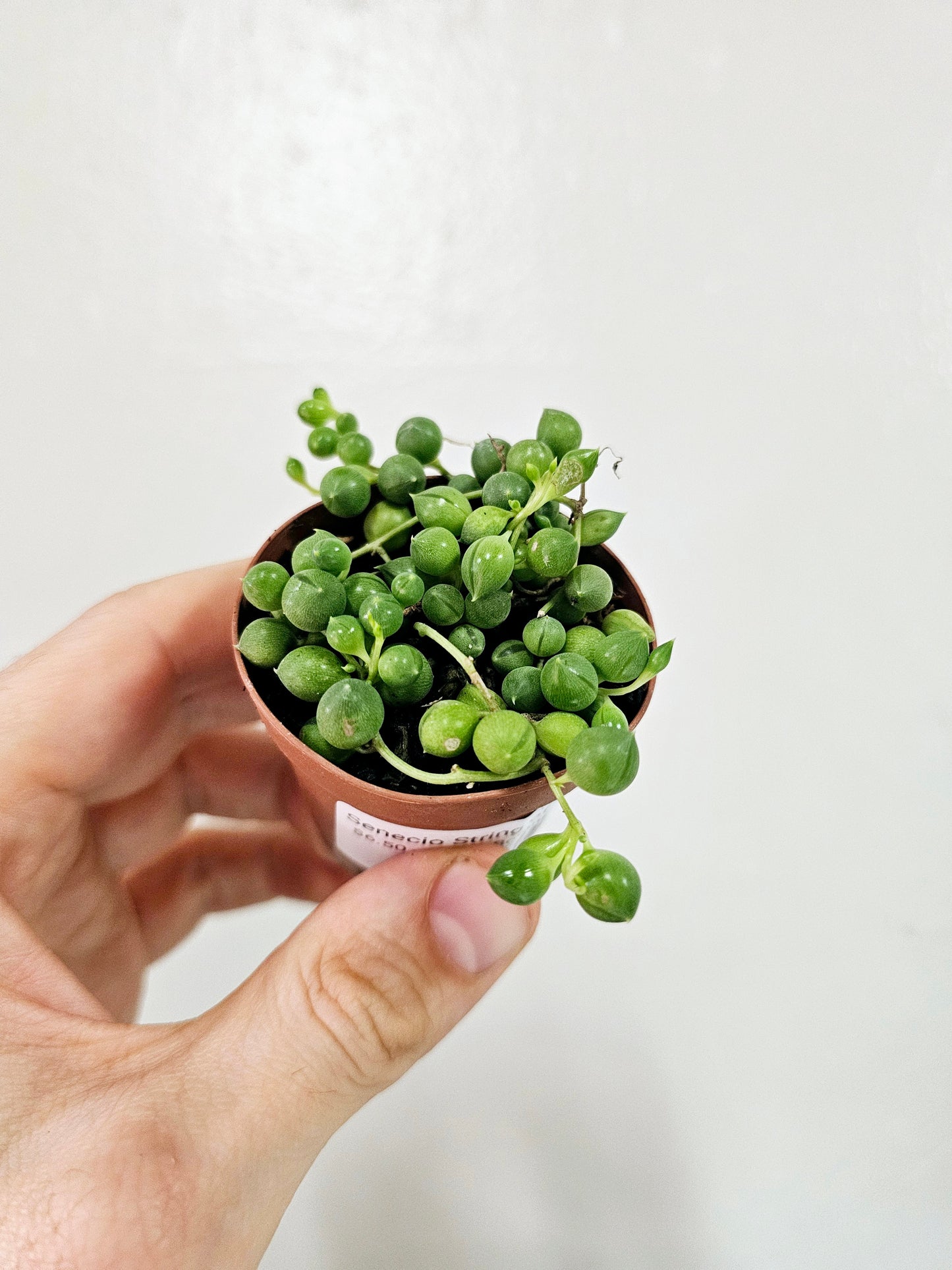 Senecio rowleyanus "String of Pearls" 2"