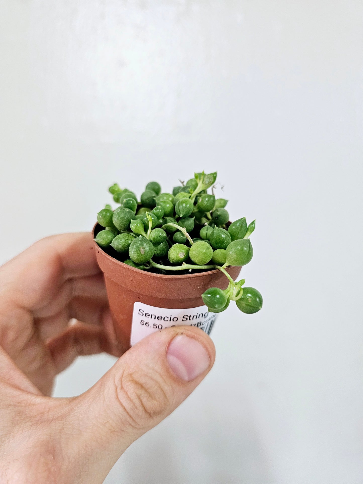 Senecio rowleyanus "String of Pearls" 2"