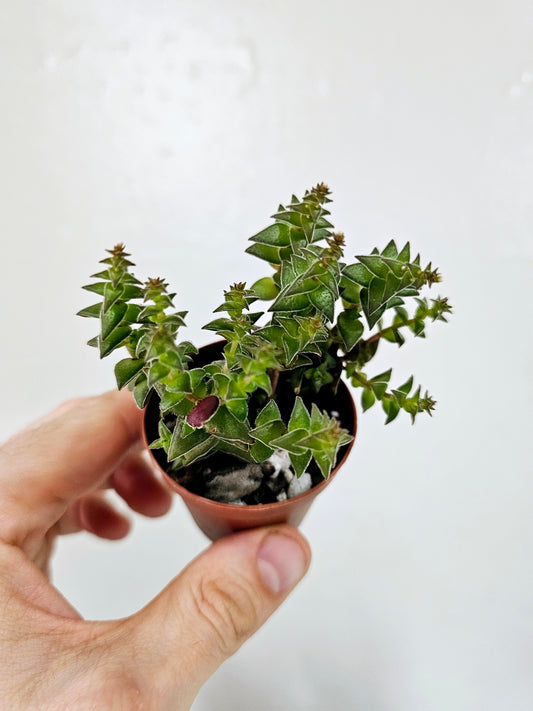 Crassula capitella ssp. Thyrsiflora 2"