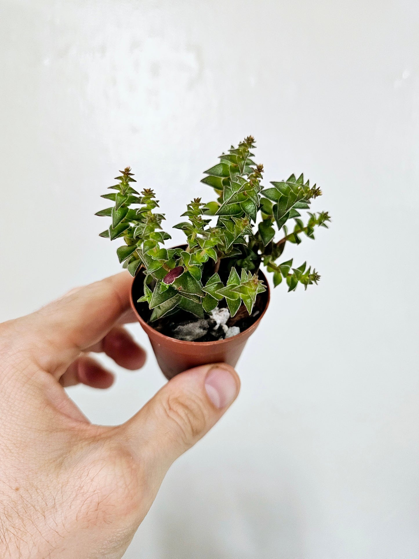 Crassula capitella ssp. Thyrsiflora 2"