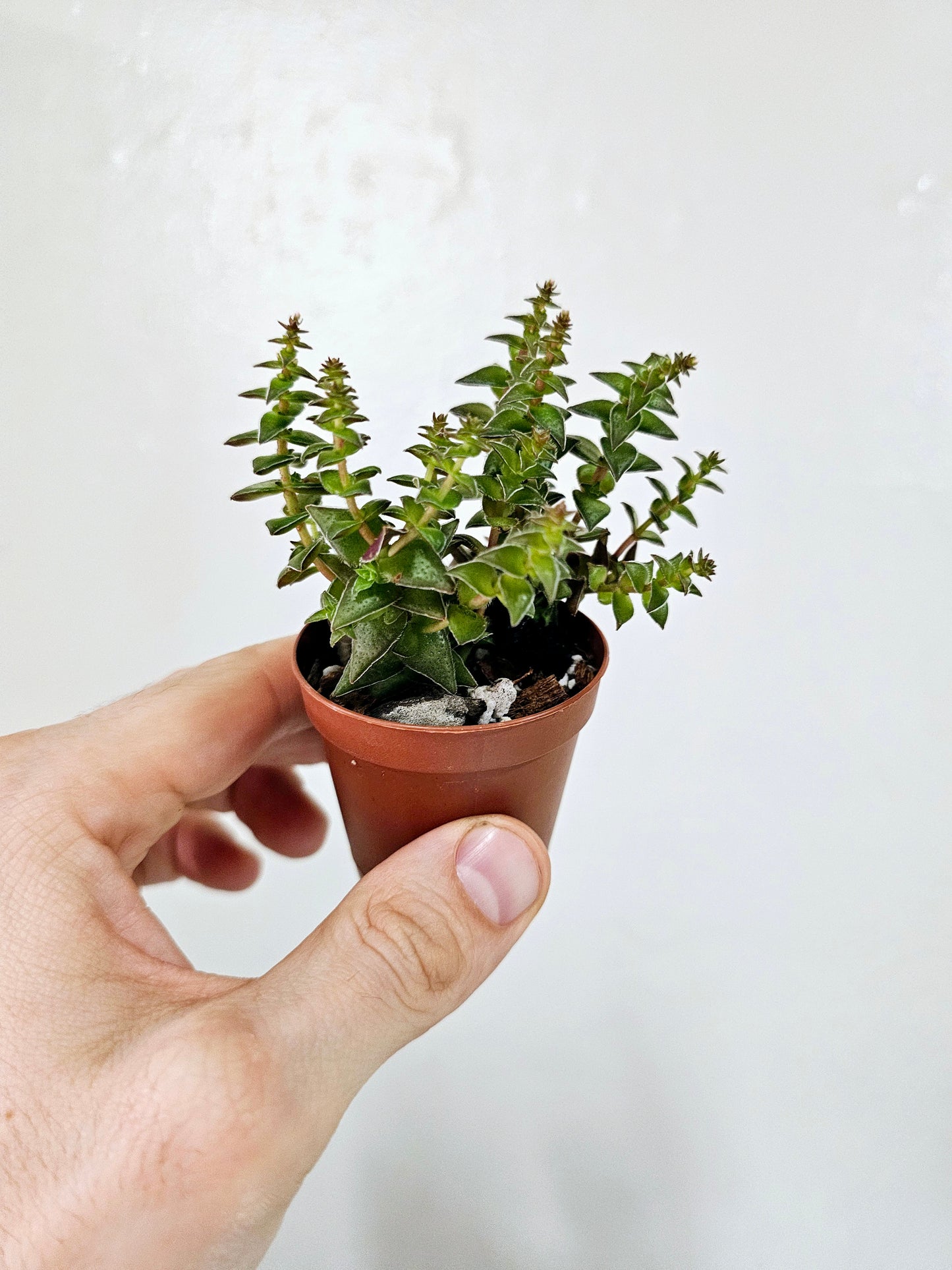 Crassula capitella ssp. Thyrsiflora 2"
