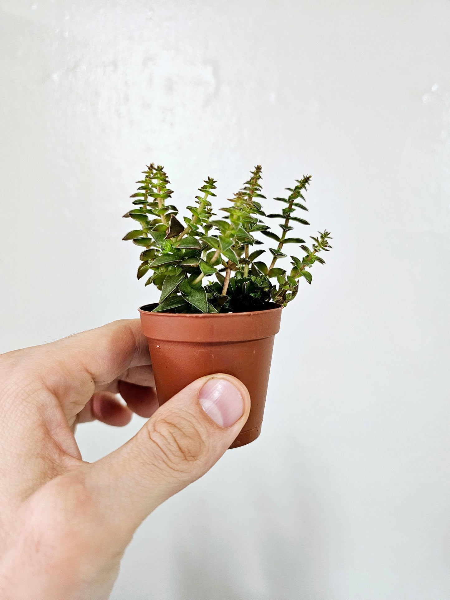 Crassula capitella ssp. Thyrsiflora 2"
