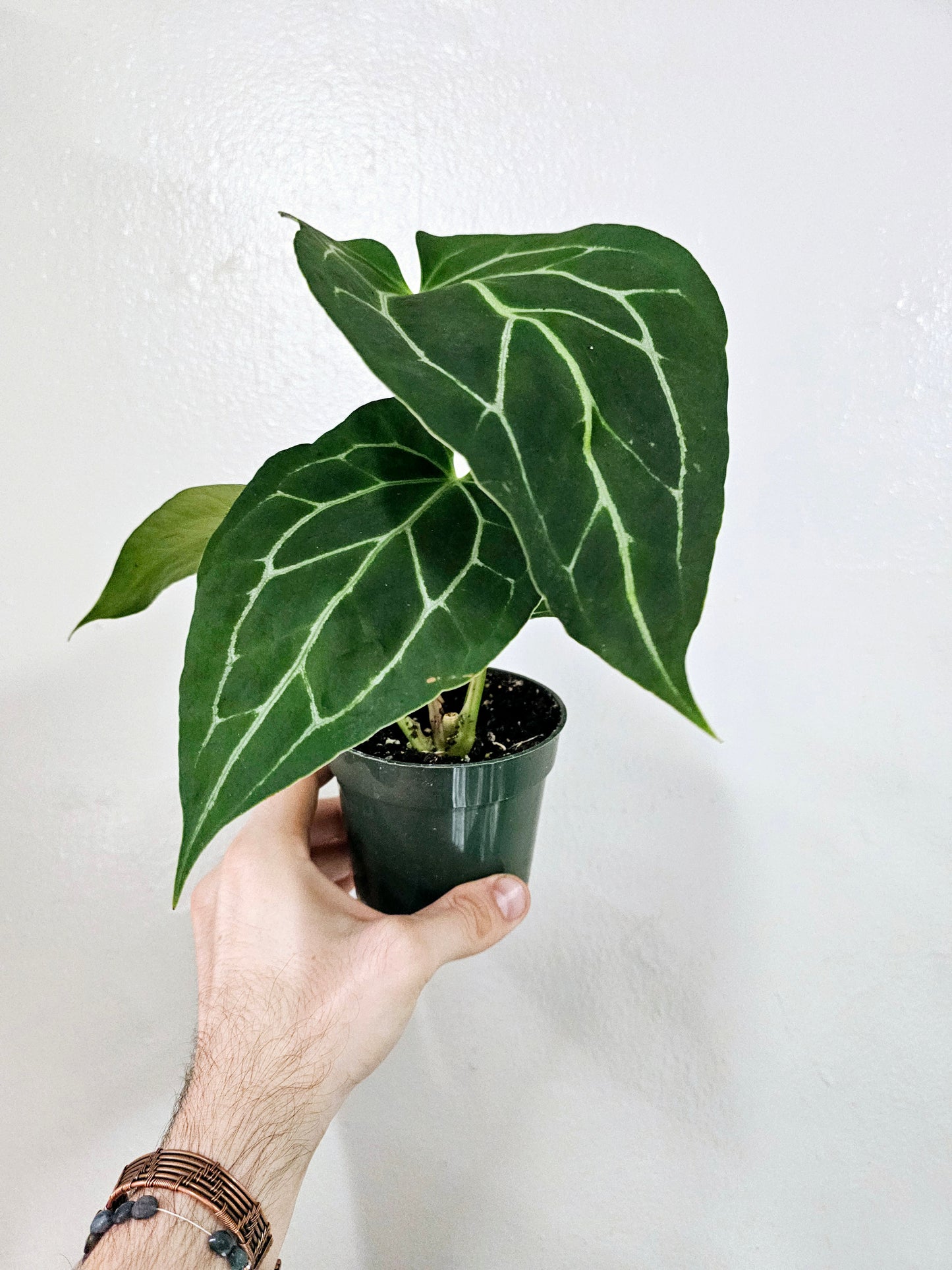 Anthurium Crystallinum 4"