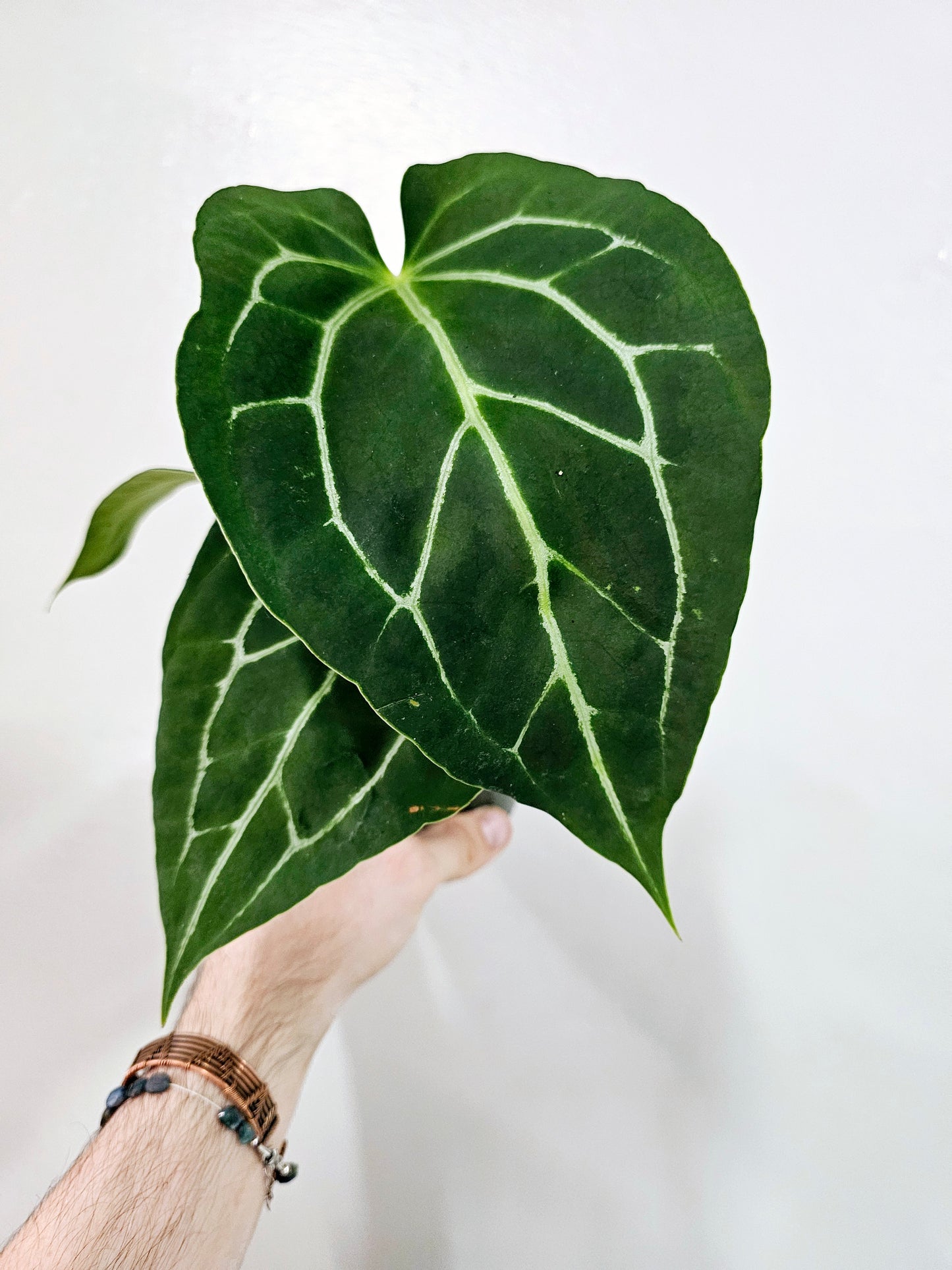 Anthurium Crystallinum 4"