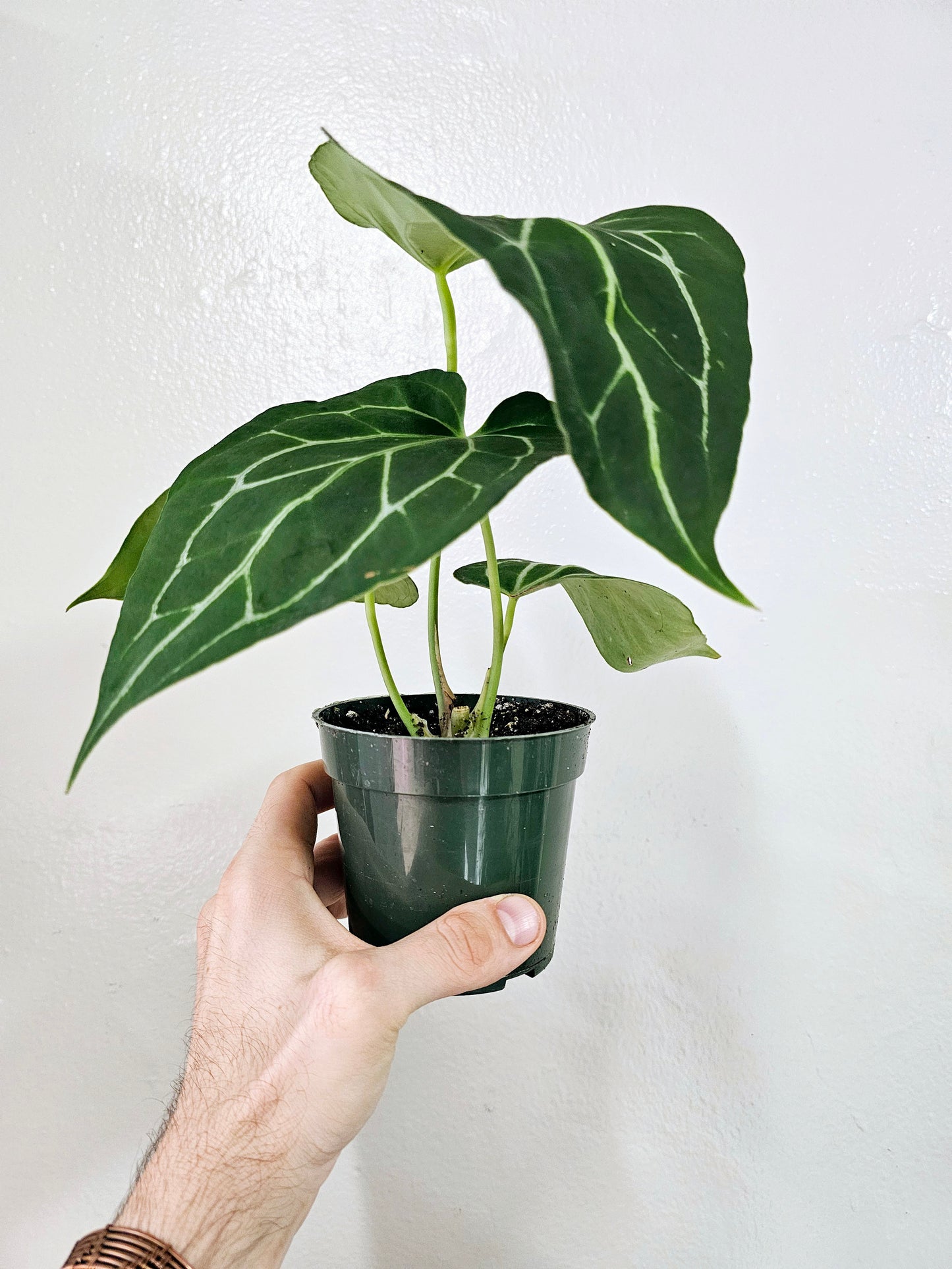 Anthurium Crystallinum 4"