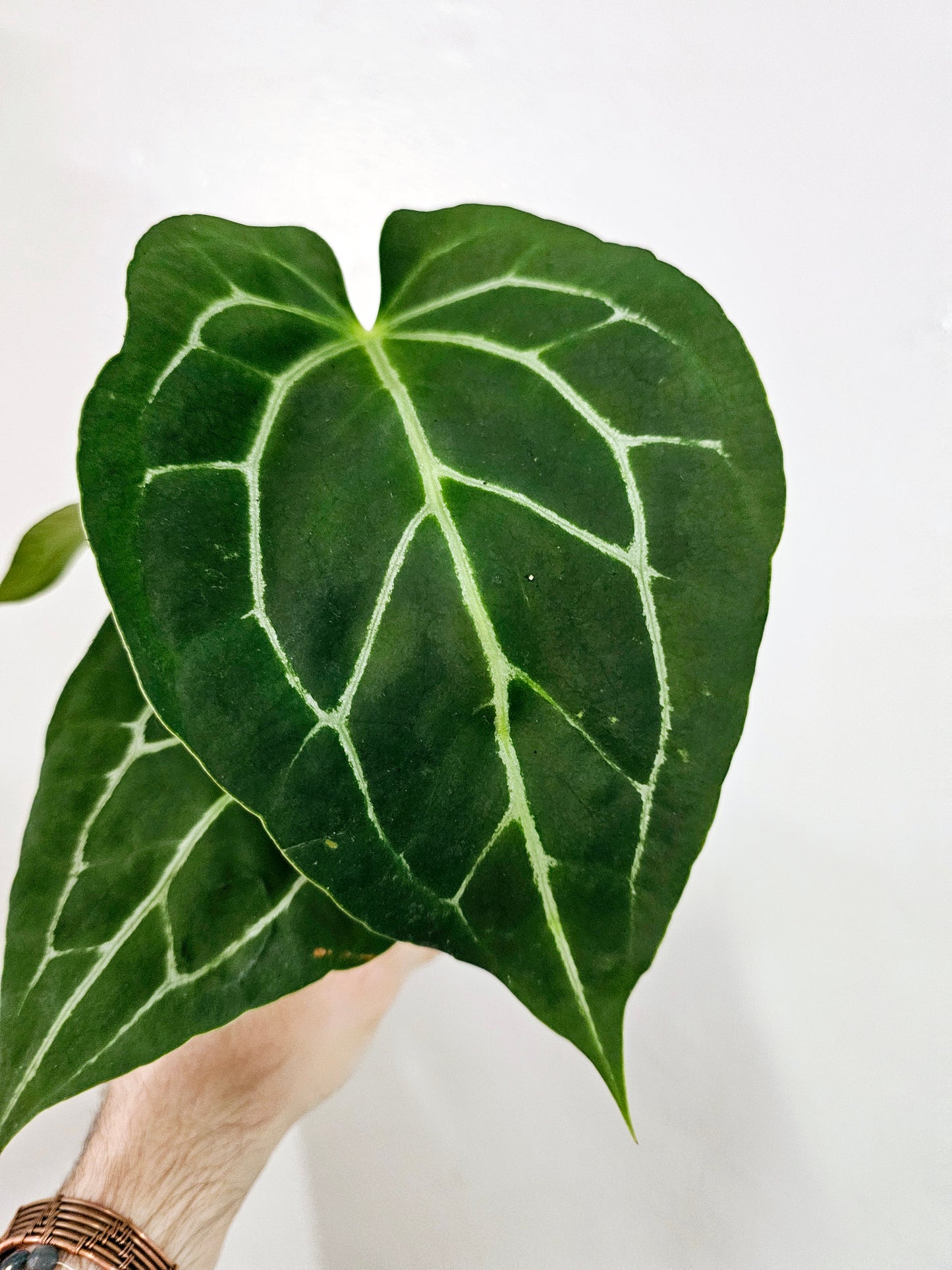Anthurium Crystallinum 4"