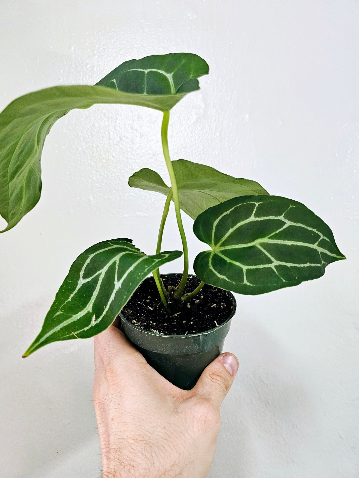 Anthurium Crystallinum 4"