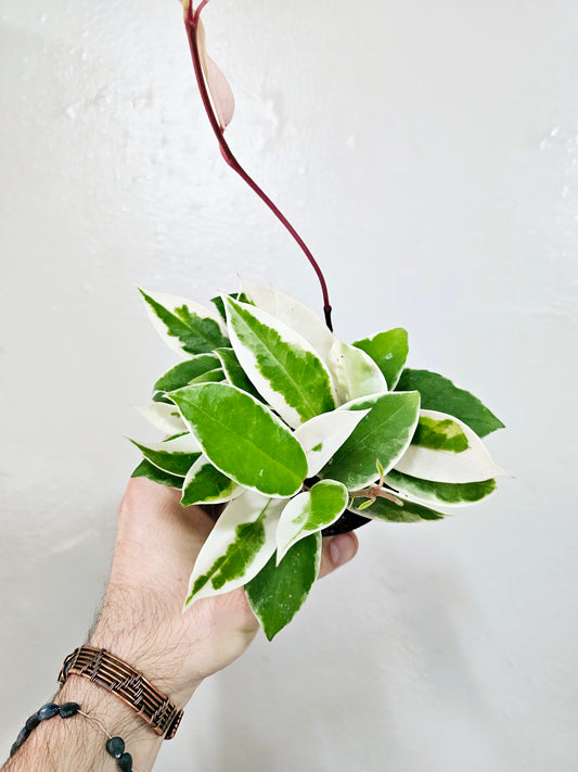 Hoya carnosa 'Krimson Queen' 4"