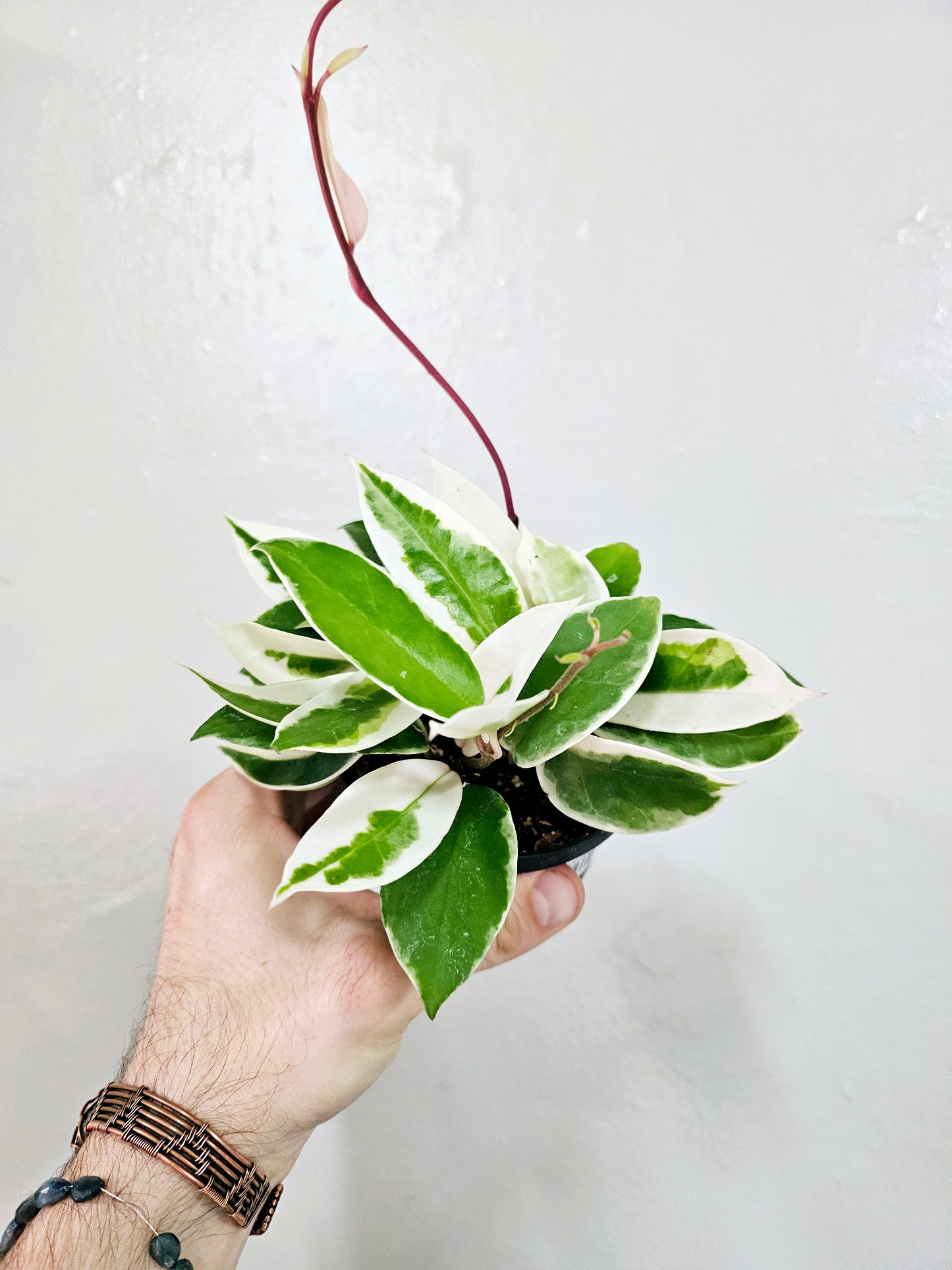 Hoya carnosa 'Krimson Queen' 4"