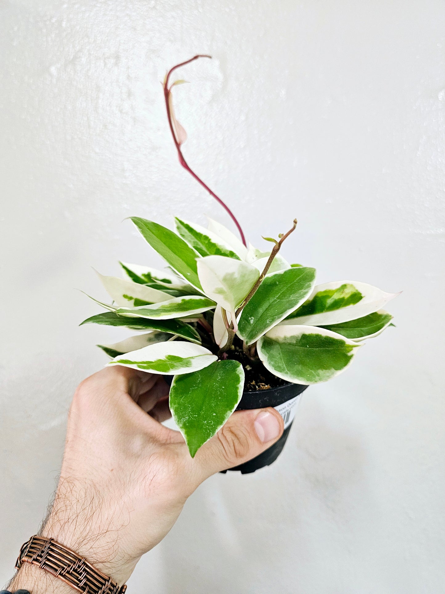 Hoya carnosa 'Krimson Queen' 4"