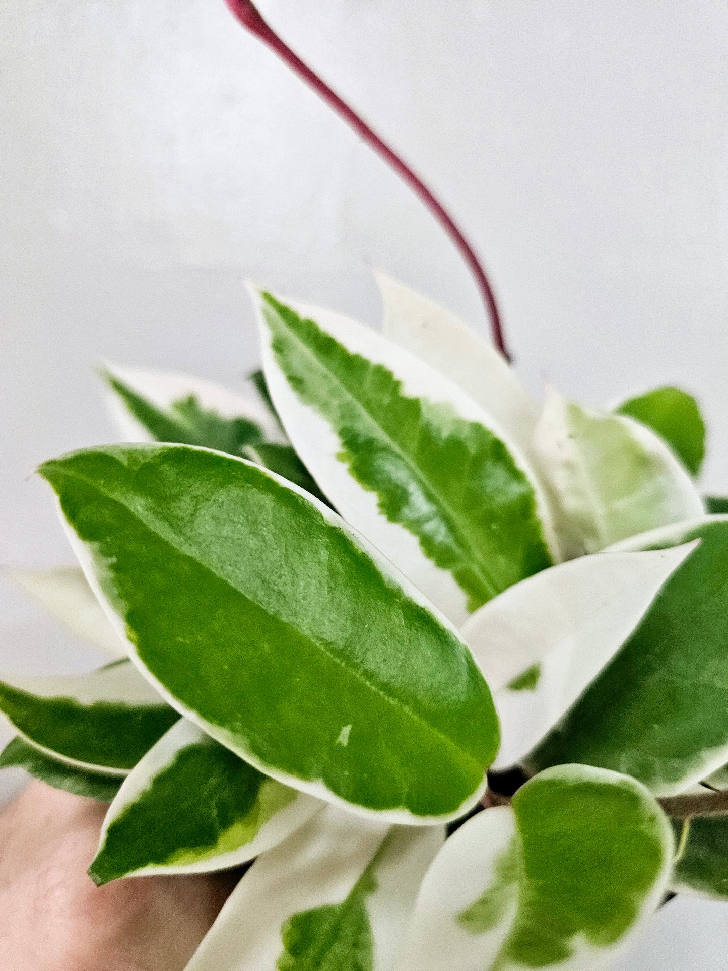 Hoya carnosa 'Krimson Queen' 4"