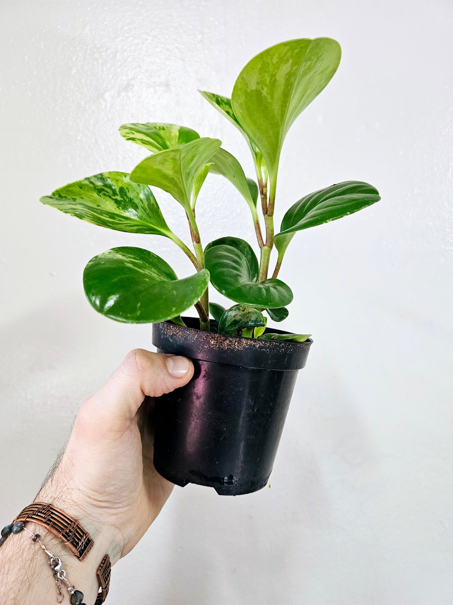 Peperomia Obtusifolia Marble Variegated 4”