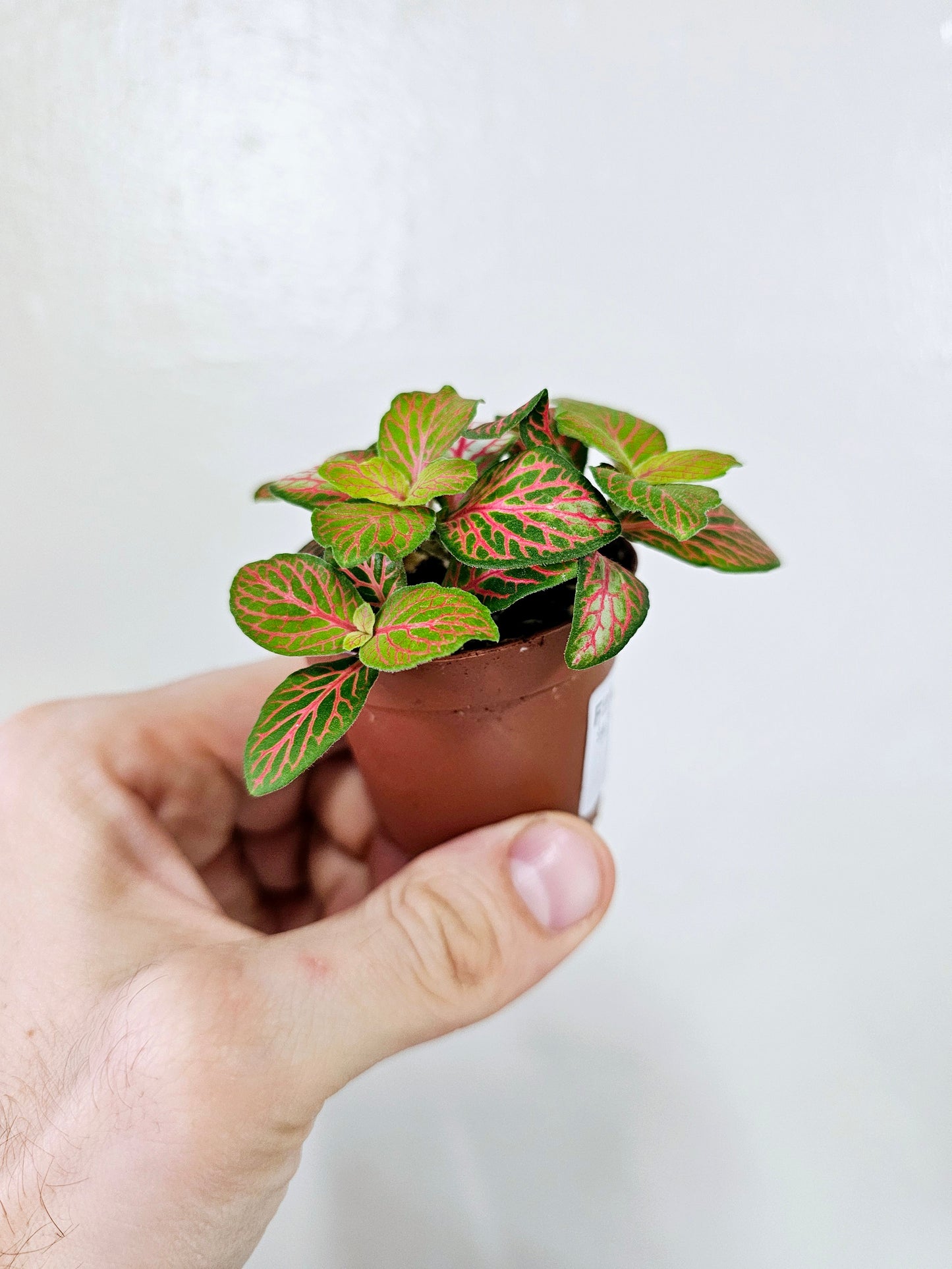 Fittonia albivenis 'Skeleton' 2"